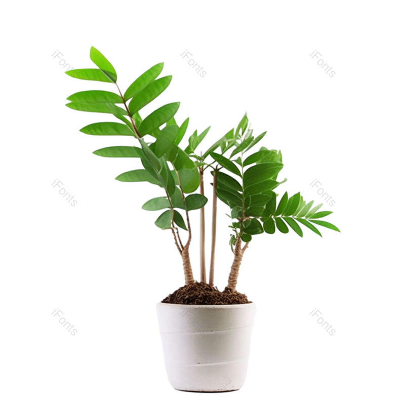 叶子图片,装饰元素,清新PNG,摄影免抠素材